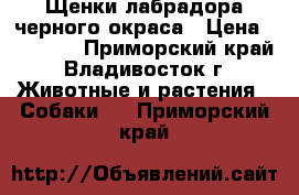 Щенки лабрадора черного окраса › Цена ­ 25 000 - Приморский край, Владивосток г. Животные и растения » Собаки   . Приморский край